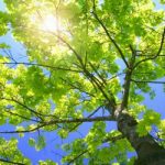 sycamore-tree-sun-nature